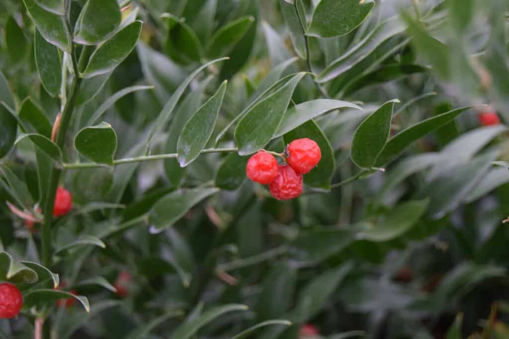 Danae racemosa 30-40 cm